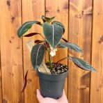 Netýkavka (Impatiens morsei) ‘Velvetea’– výška 15–20 cm, kont. C1L